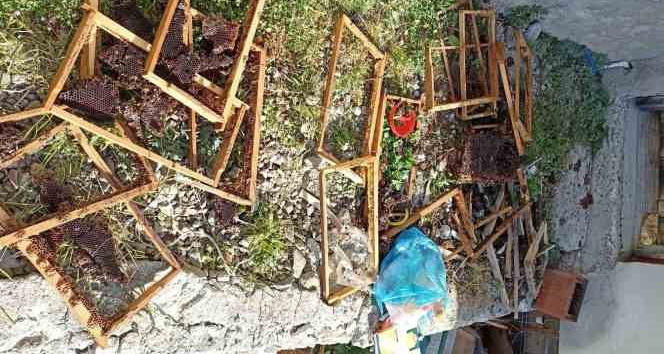 Trabzon’un o ilçesinde ayı kabusu sürüyor