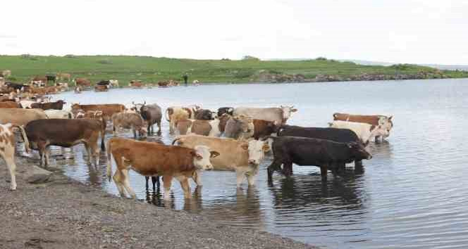 Ardahan’da şap alarmı