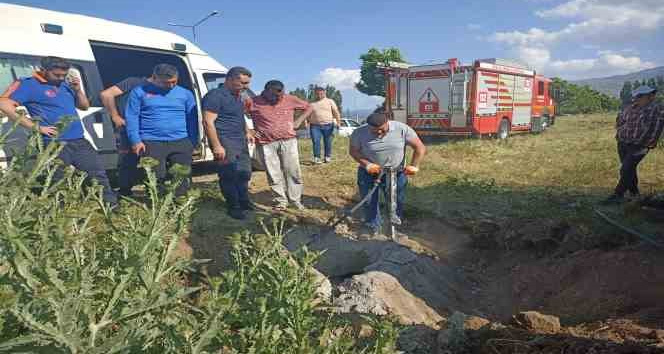 Muş’ta kapağı çalınan menhole düşen inek 2 saatlik çalışma sonucu kurtarıldı