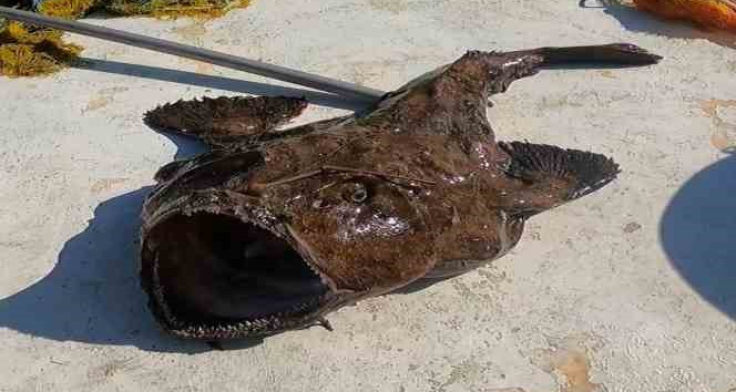 50 kiloluk dev fener balığı yakaladı