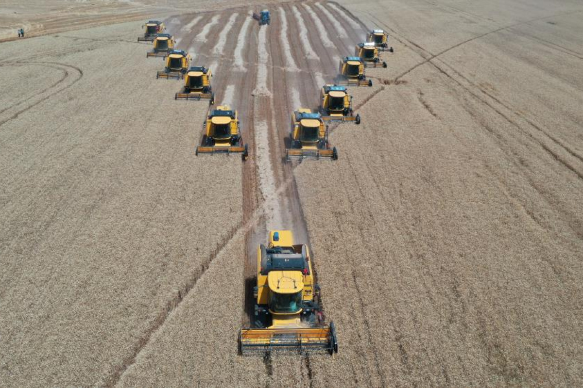 Türkiye’nin tahıl ambarında bu yıl 200 bin ton buğday hasadı bekleniyor
