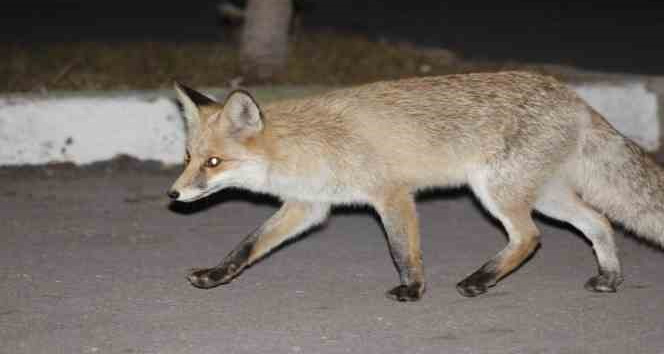 Kediyle tilkinin yemek mücadelesi yüzlerde tebessüm oluşturdu