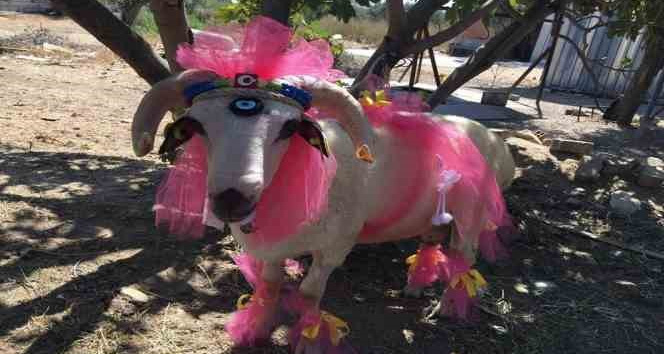 Nişanlıya süslü koç hediyesi