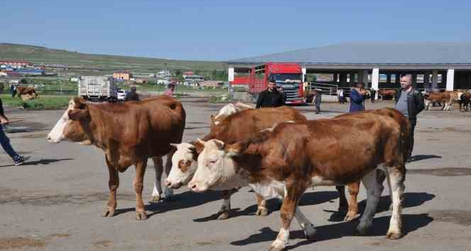Kars Hayvan Pazarı’nda durgunluk yaşanıyor