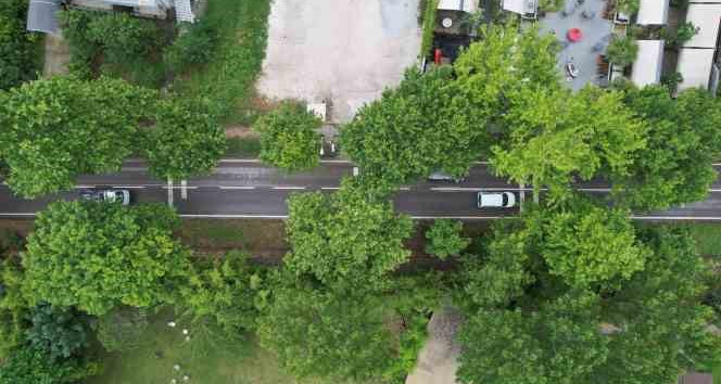 Doğal yeşil tünelde turistlerin keyifli yolculuğu