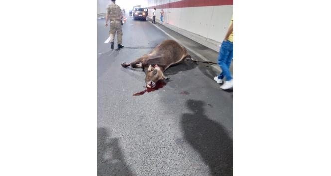 Gümüşhane’de tünel içerisinde hafif ticari aracın çarptığı inek telef oldu, 3 kişi yaralandı