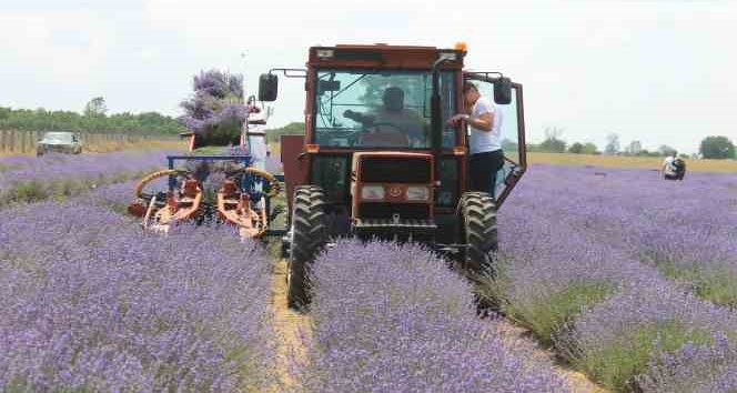 Hasadı başlayan lavanta yağının kilosu bin 300 liradan satılıyor