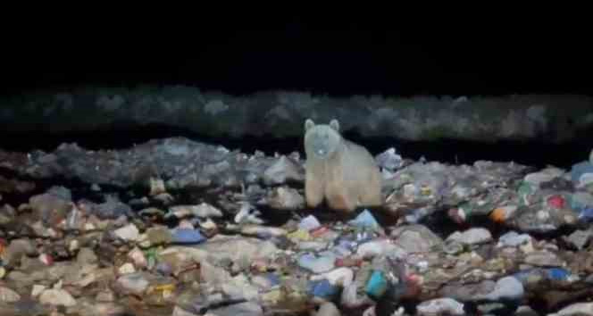 Boz ayılar yiyecek ararken böyle görüntülendi