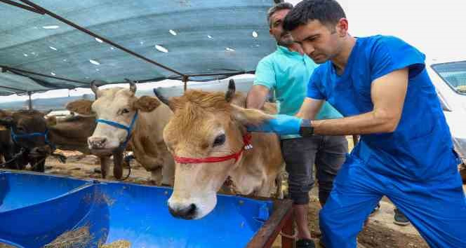 Buca’da Kurban Bayramı öncesi ekipler denetimde