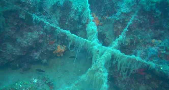 Ayvalık açıklarında doğal resiflerin üzerini kaplayan paraketa misinaları görüntülendi