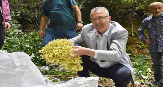 Türkiye’nin en büyük ıhlamur ormanlarında hasat gün sayıyor