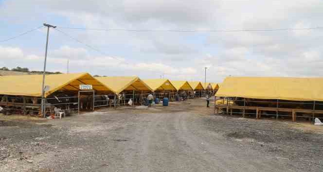 Büyükçekmece’de kurulan Kurban Satış ve Kesim Tesisi 2 büyükbaş 1 küçükbaş kesimhanesi ile hizmet verecek