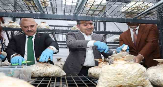 Reishi mantarının ilk hasadı yapıldı