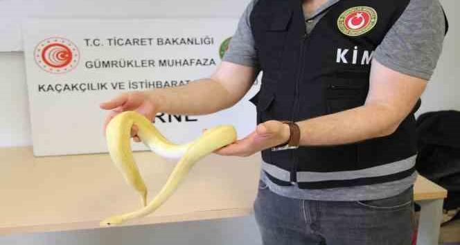 Bu kadarı da pes dedirtti: Kapıkule’de 32 kaçak yavru piton yakalandı