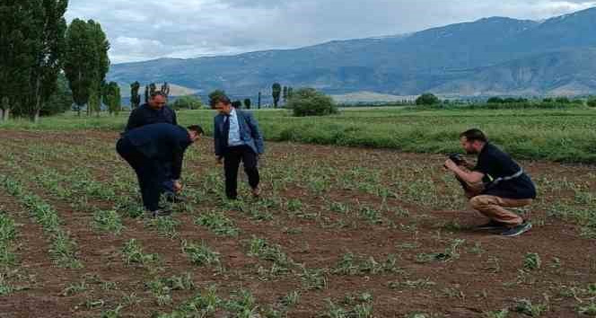 Erzincan’da 2 bin dönüm ekili araziyi dolu vurdu