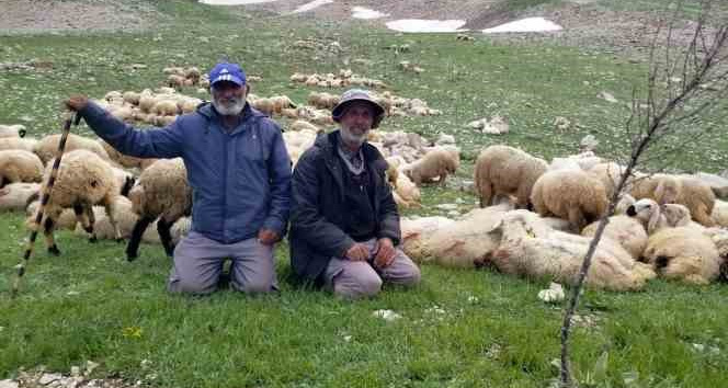 Koyun sürüleri İranlı çobanlara emanet