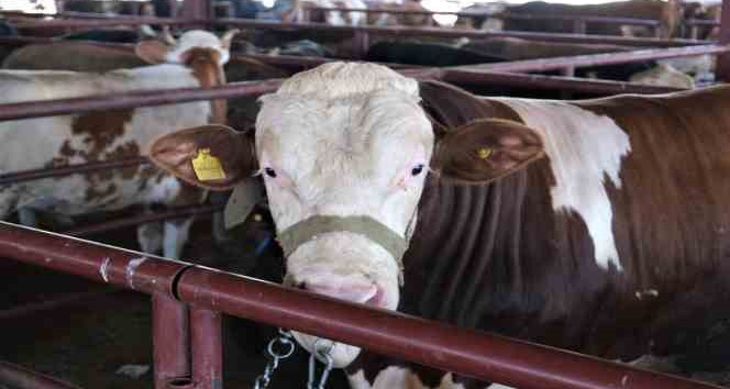 ‘Tarım Cebimde’ uygulaması ile kurbanlıkların bütün bilgilerine ulaşılıyor