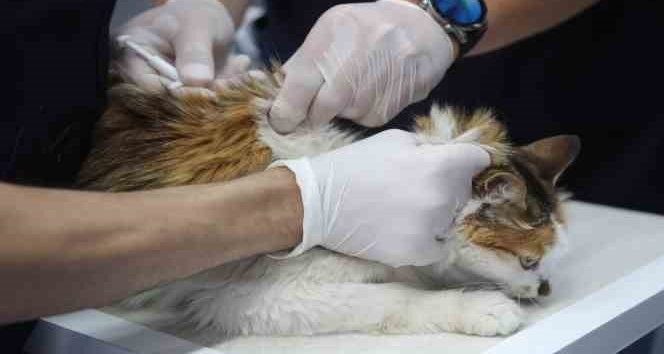 Bodrum Belediyesi’nden sokak hayvanlarına sağlık hizmeti