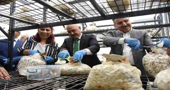 Fındık atığında üretim