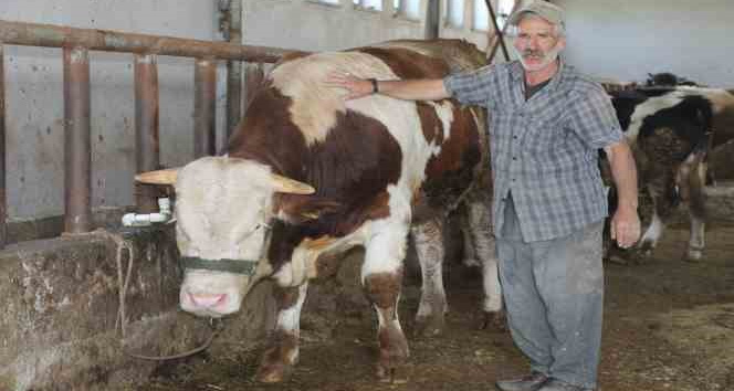 1 tonluk ’Şövalye’ isimli tosun alıcısını bekliyor