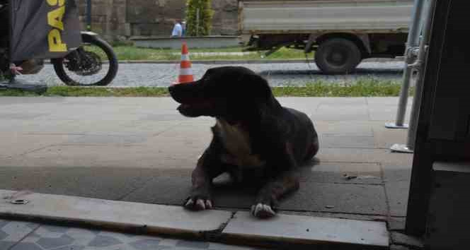 Sinop’ta esnafın maskotu olan “pati” isimli köpek kuryelerle paket servisine çıkıyor