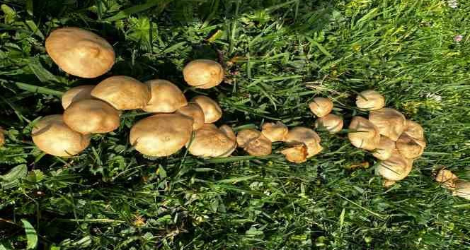 Perşembe Yaylası, mantar toplamak isteyenlere ev sahipliği yapıyor