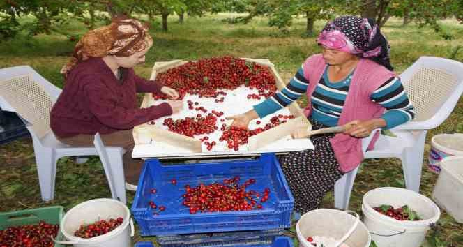 Karaman’da kiraz hasadı başladı
