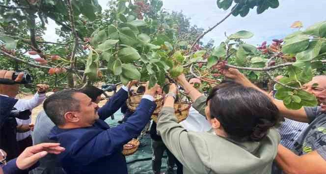 Ayvacık’ta üretilen Antep fıstığı kurulacak tesis ile markalaşacak
