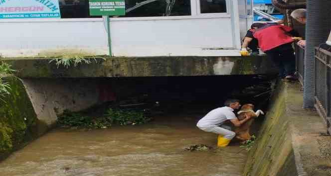 Dereye düşen köpeği itfaiye ekipleri kurtardı