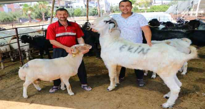 185 kiloluk ‘Karbeyaz’ 20 bin liraya satıldı