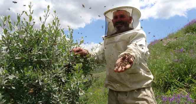Aşırı yağışlar nedeniyle bal üretemeyen arılar oğul verdi, çıtalar boş kaldı