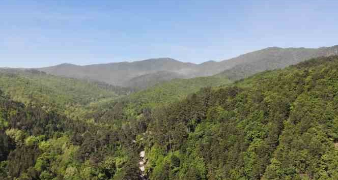 Çanakkale’de ormanlık alanlara giriş yasaklandı
