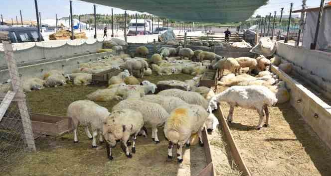 Selçuklu’da kurban satış ve kesim yerleri hazır