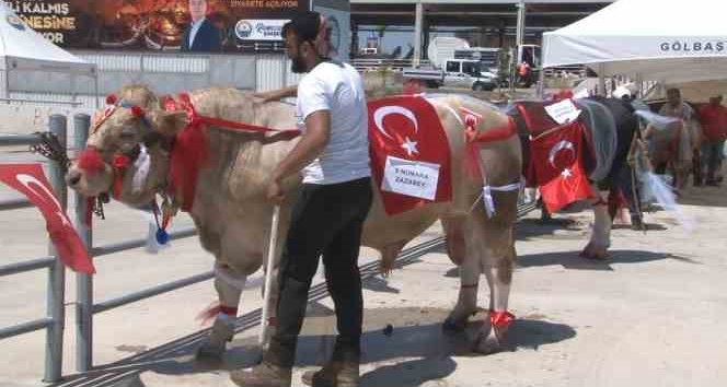 Gölbaşı 3’üncü Geleneksel Kurban Güzellik Yarışması’nda en güzel kurban seçildi