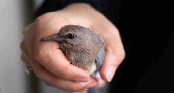 Kumrular 5 yıldır balkondaki kombinin üzerine yuva yapıyor