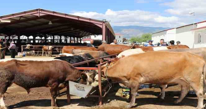 Erzincan’da vatandaşlar kurbanlık almak için arefe gününü bekliyor