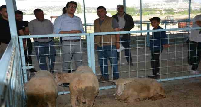 Kaymakam Okumuş’tan kurban pazarında inceleme