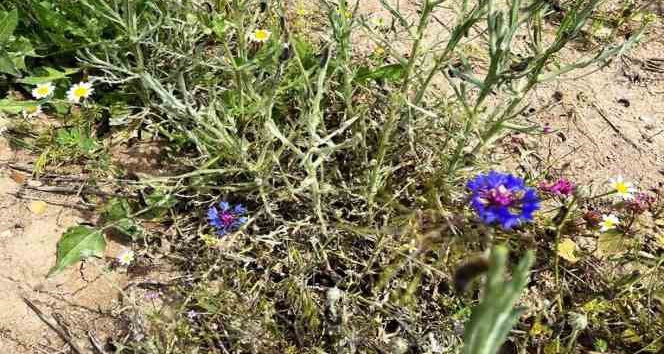 Kütahyalı üreticilere ’Pamuk dikenli kurdu’ uyarısı