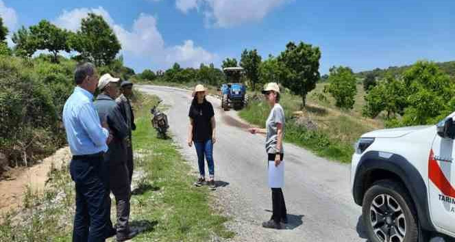 Aydın’da ’kestane gal arısı’ ile mücadele çalışmaları sürüyor