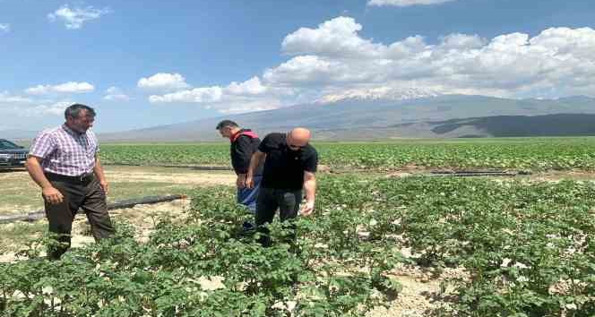 Doğubayazıt Kaymakamı Ekinci, meyve ve sebze bahçelerinde incelemelerde bulundu