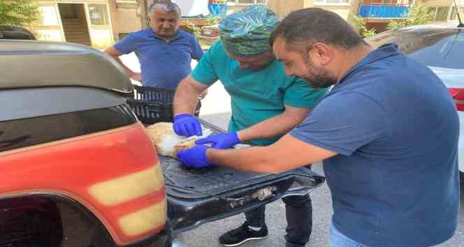 Veteriner ekipleri hasta kediler için seferber oldu