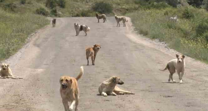 Yüzlerce başıboş köpek açlıktan birbirlerini yemeye başladı