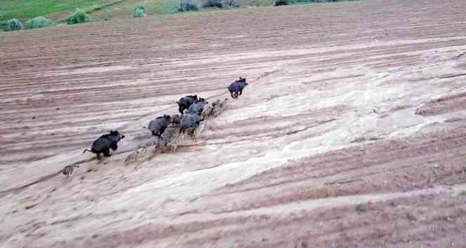 Yozgat’ta domuz sürüsü dron ile görüntülendi