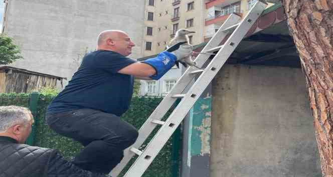 Çatıdan düşen yavru martıya vatandaşlardan şefkat eli