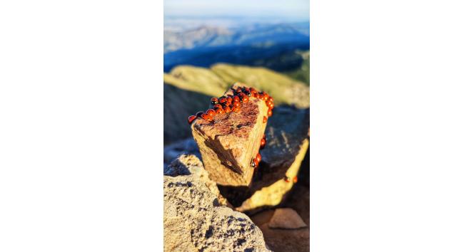 Kahramanmaraş’ta uğur böcekleri görsel şölen sunuyor