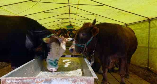 Kurban pazarındaki satıcılar, mandıra ve internet üzerinden yapılan kurban satışlarından dertli