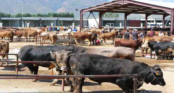 Erzincan’da kurban hareketliliği hız aldı