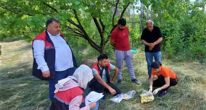 Iğdır’da yetişen ürünlerden numune alınıyor