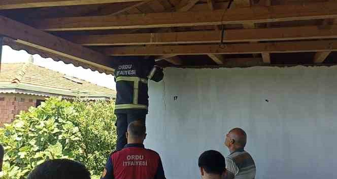 Ordu’da itfaiye ekipleri mahsur kalan yavru kedi ile 4 baykuşu kurtardı