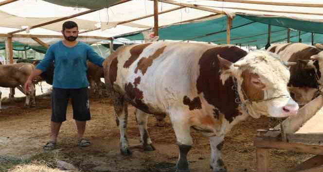 Yalova Kurban Pazarı’nın ‘Şampiyon’ları alıcılarını bekliyor